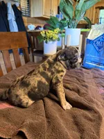 Lily , a female Bugg for sale in Elizabethtown, KY – Photo 6 of 10