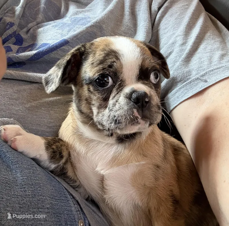 Lily  – Boston Terrier, Pug puppy for sale in Elizabethtown, KY
