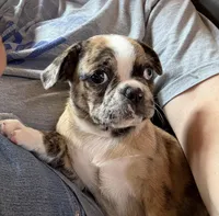 Lily , a female Boston Terrier and Pug for sale in Elizabethtown, KY – Photo 1 of 10