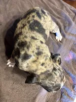 Lily , a female Bugg for sale in Elizabethtown, KY – Photo 5 of 10