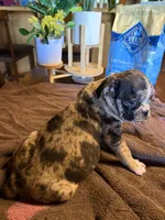 Lily , a female Bugg for sale in Elizabethtown, KY – Photo 10 of 10