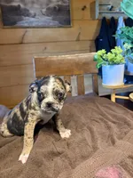 Lily , a female Bugg for sale in Elizabethtown, KY – Photo 8 of 10