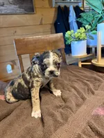 Lily , a female Bugg for sale in Elizabethtown, KY – Photo 9 of 10