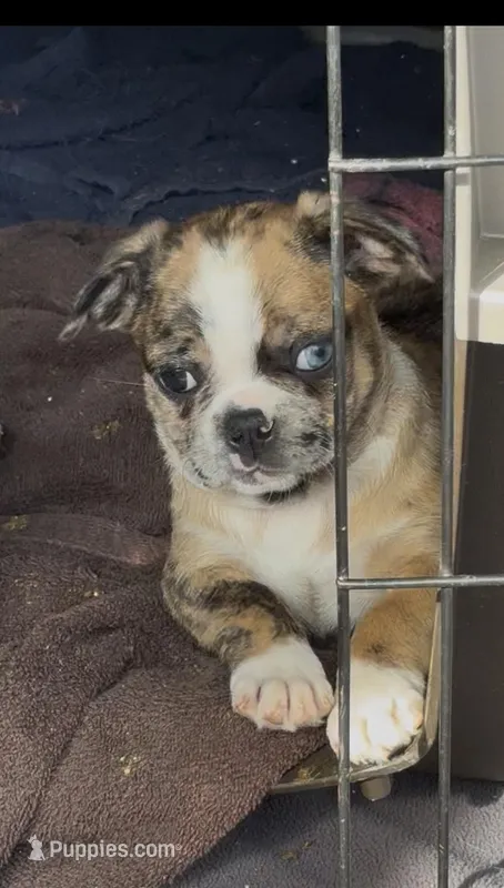 Lily  – Bugg puppy for sale in Elizabethtown, KY