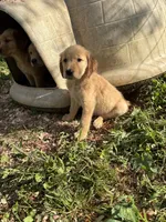 Princess, a female Golden Retriever for sale in Elizabethtown, KY – 10 of 10