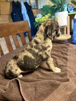 Violet, a female Boston Terrier and Pug for sale in Elizabethtown, KY – Photo 4 of 9