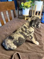 Violet, a female Boston Terrier and Pug for sale in Elizabethtown, KY – Photo 9 of 9