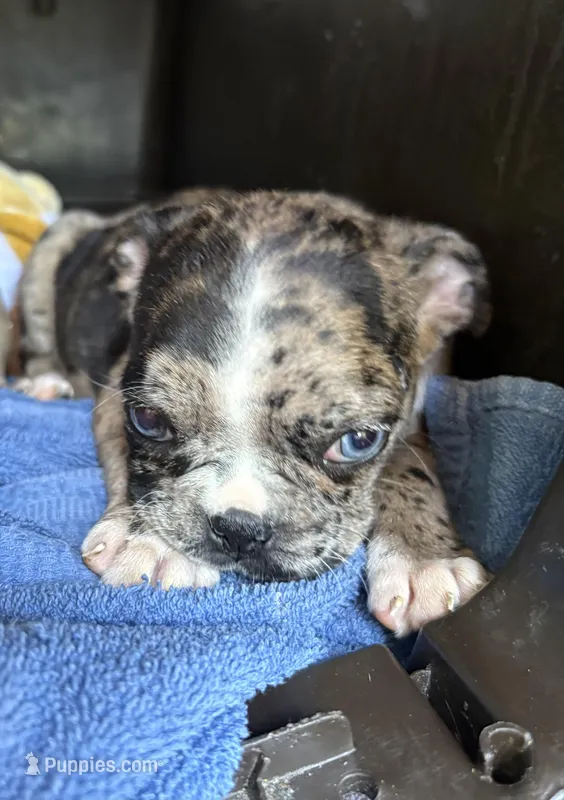 Violet – Boston Terrier, Pug puppy for sale in Elizabethtown, KY