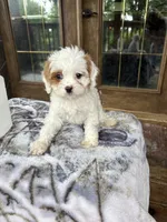 Coconut , a female Cavapoo for sale in Elizabethtown, KY – 8 of 9