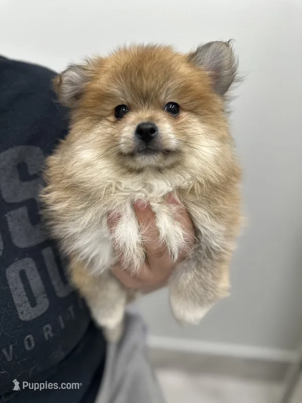 Puppy  – Pomeranian puppy for sale in Miami, FL