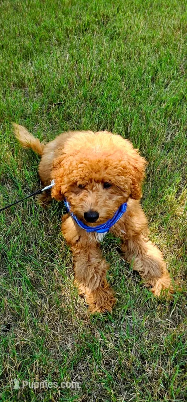 Lucky – Miniature Goldendoodle puppy for sale in Kennesaw, GA