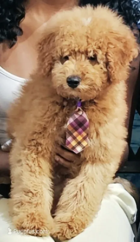 Lucky – Miniature Goldendoodle puppy for sale in Kennesaw, GA