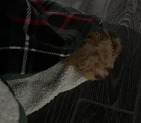 Teddy, a male Cavapoo for sale in Macomb Township, MI – Photo 6 of 6