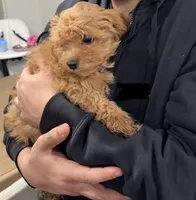 Teddy, a male Cavapoo for sale in Macomb Township, MI – Photo 3 of 6