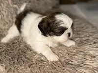 Dolly, a female Shih Tzu for sale in Advance, NC – 2 of 5