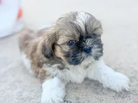 Buttercup, a female Shih Tzu for sale in Advance, NC – Photo 1 of 6