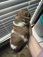 Buttercup, a female Shih Tzu for sale in Advance, NC – Photo 5 of 6