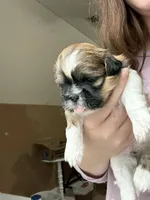 Buttercup, a female Shih Tzu for sale in Advance, NC – Photo 3 of 6