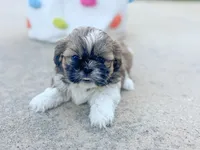 Buttercup, a female Shih Tzu for sale in Advance, NC – Photo 2 of 6