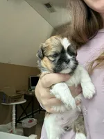 Buttercup, a female Shih Tzu for sale in Advance, NC – Photo 6 of 6