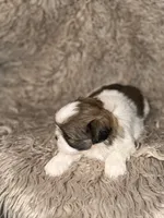 June, a female Shih Tzu for sale in Advance, NC – 3 of 5