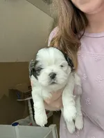 Bubbles, a female Shih Tzu for sale in Advance, NC – Photo 4 of 7