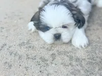 Bubbles, a female Shih Tzu for sale in Advance, NC – Photo 2 of 7