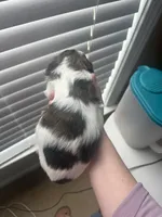 Bubbles, a female Shih Tzu for sale in Advance, NC – Photo 6 of 7