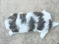 Bubbles, a female Shih Tzu for sale in Advance, NC – Photo 3 of 7