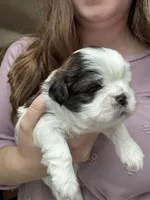 Bubbles, a female Shih Tzu for sale in Advance, NC – Photo 5 of 7