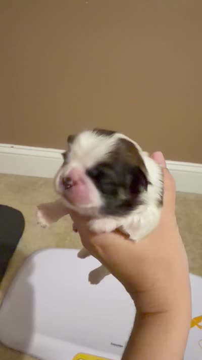 Girl 1 , a female Shih Tzu for sale in Advance, NC – 3 of 4