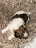June, a female Shih Tzu for sale in Advance, NC – 2 of 5