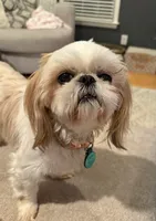 Girl 1 , a female Shih Tzu for sale in Advance, NC – 4 of 4