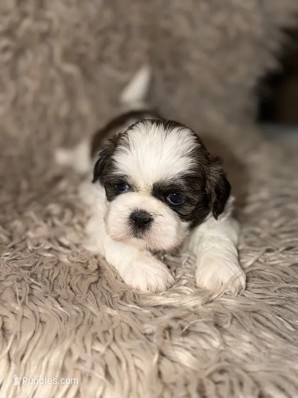Dolly – Shih Tzu puppy for sale in Advance, NC