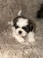 Dolly, a female Shih Tzu for sale in Advance, NC – 1 of 5