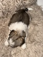 Ellie, a female Shih Tzu for sale in Advance, NC – 3 of 5