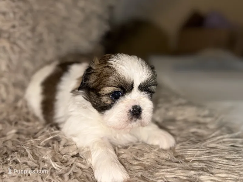June – Shih Tzu puppy for sale in Advance, NC
