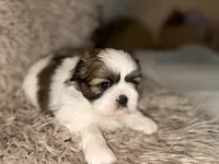 June, a female Shih Tzu for sale in Advance, NC – 1 of 5