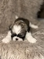 Ellie, a female Shih Tzu for sale in Advance, NC – 2 of 5