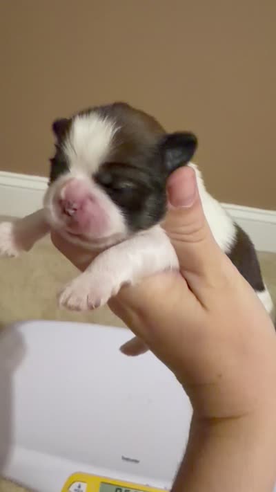 Girl 2 , a female Shih Tzu for sale in Advance, NC – 3 of 4