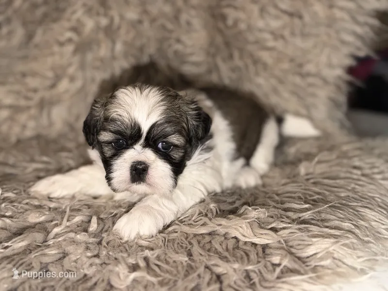 Ellie – Shih Tzu puppy for sale in Advance, NC