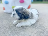 Blossom, a female Shih Tzu for sale in Advance, NC – Photo 2 of 5