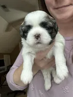 Blossom, a female Shih Tzu for sale in Advance, NC – Photo 4 of 5