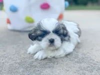 Blossom, a female Shih Tzu for sale in Advance, NC – Photo 1 of 5
