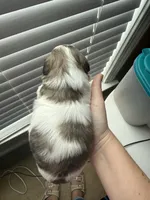 Blossom, a female Shih Tzu for sale in Advance, NC – Photo 5 of 5