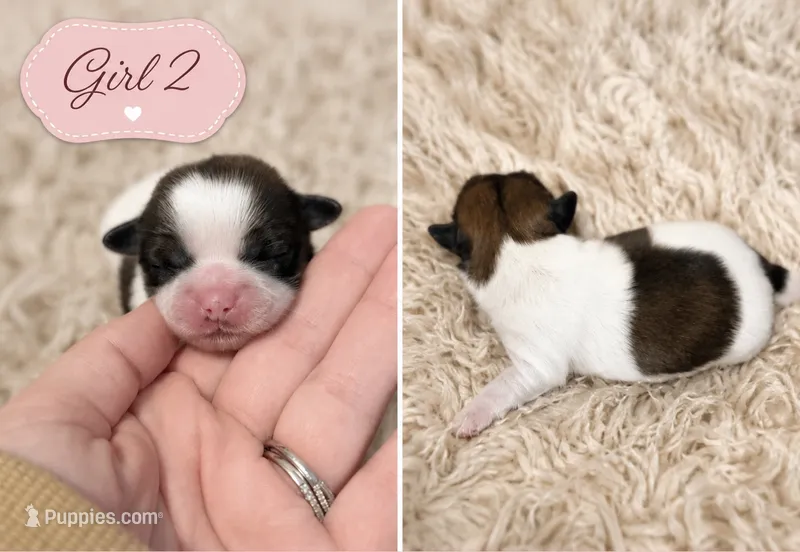 Girl 2  – Shih Tzu puppy for sale in Advance, NC
