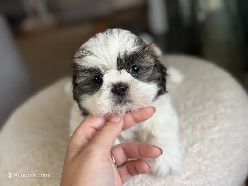 Dolly – Shih Tzu puppy for sale in Advance, NC