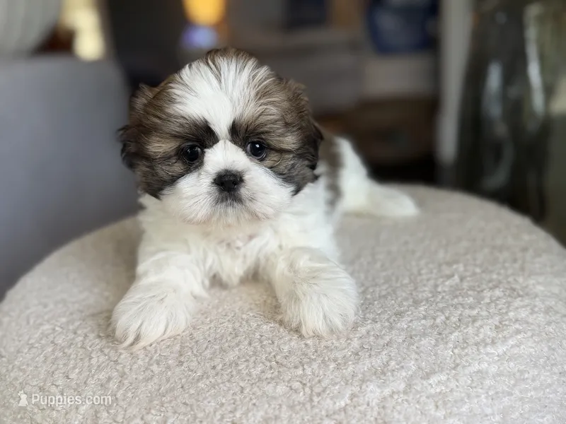 June – Shih Tzu puppy for sale in Advance, NC