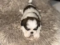Dolly, a female Shih Tzu for sale in Advance, NC – 3 of 5
