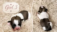 Girl 3 , a female Shih Tzu for sale in Advance, NC – 1 of 3